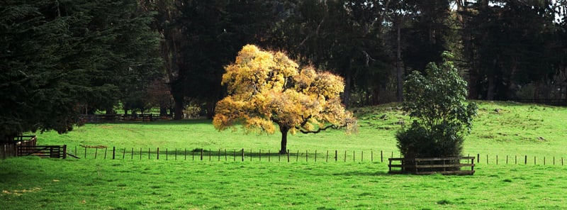Cornwall Park