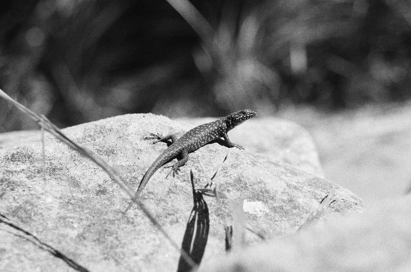 Guthega Skink