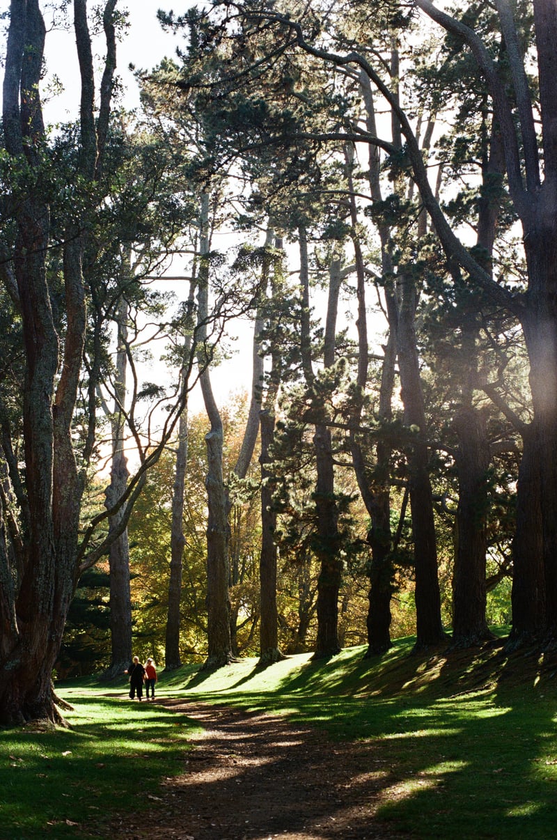 Pohutakawa Drive